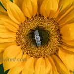 Sunflower Ring Boho Floral Rings for Women Dainty Sterling Silver Jewelry Flower Promise Accessory Antique Wedding Gift Bohemian Fashion Item