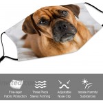 Dark Fawn Puggle Dog Laying Washable Animal Face Mask for Adult with 15 Filters at Men’s Clothing store